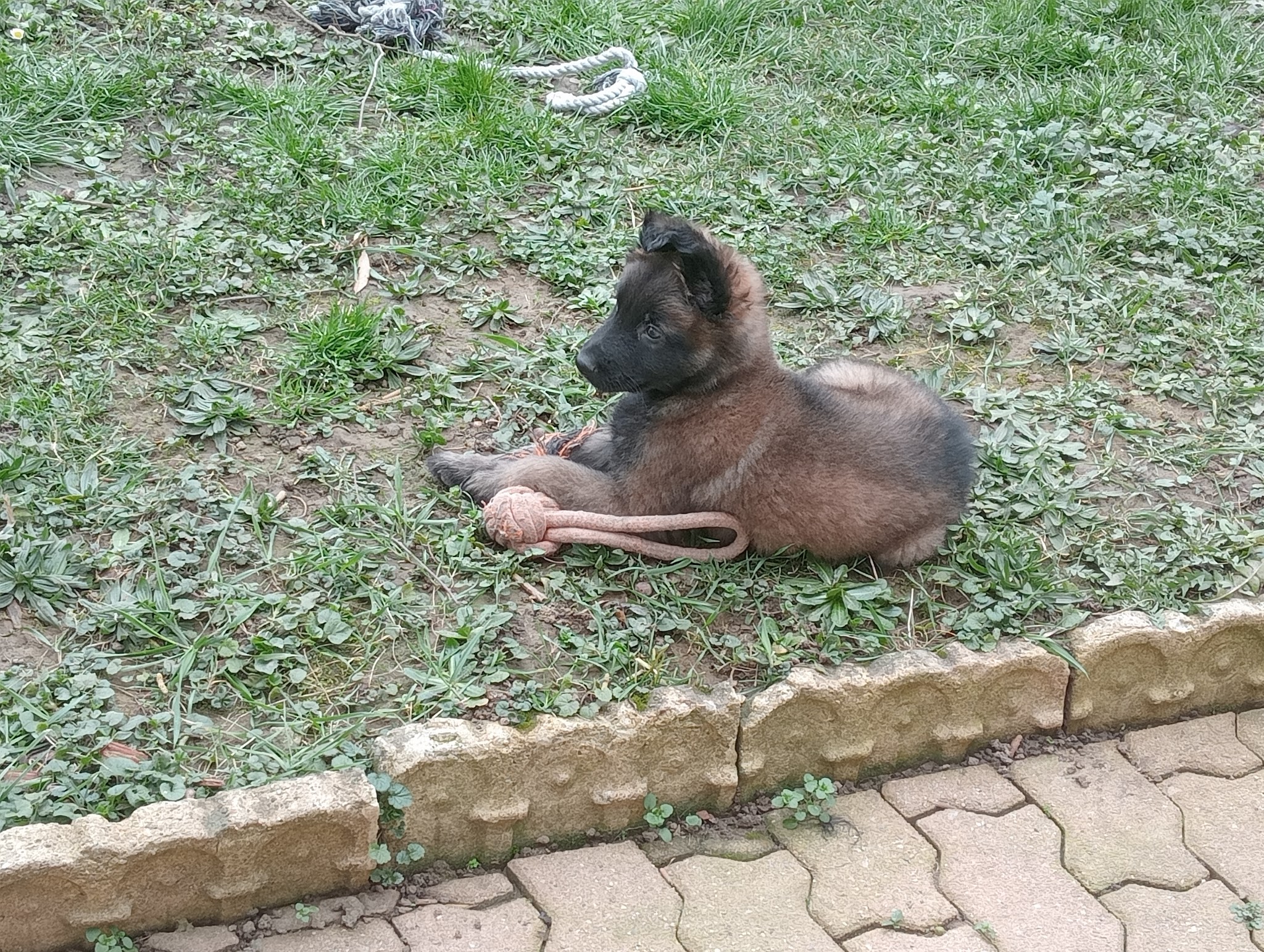Dogsport 01 — photo