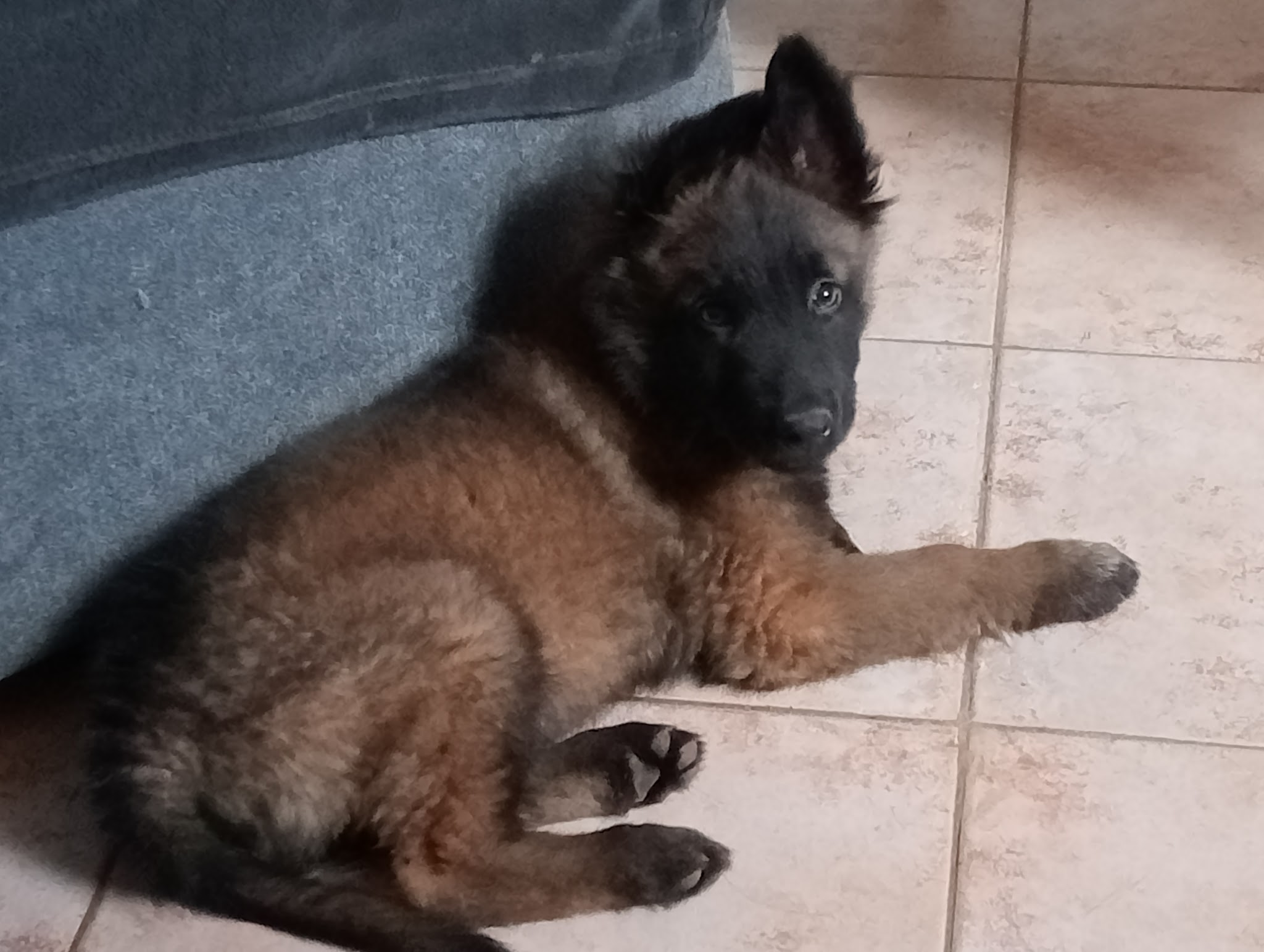 Dogsport 01 — photo