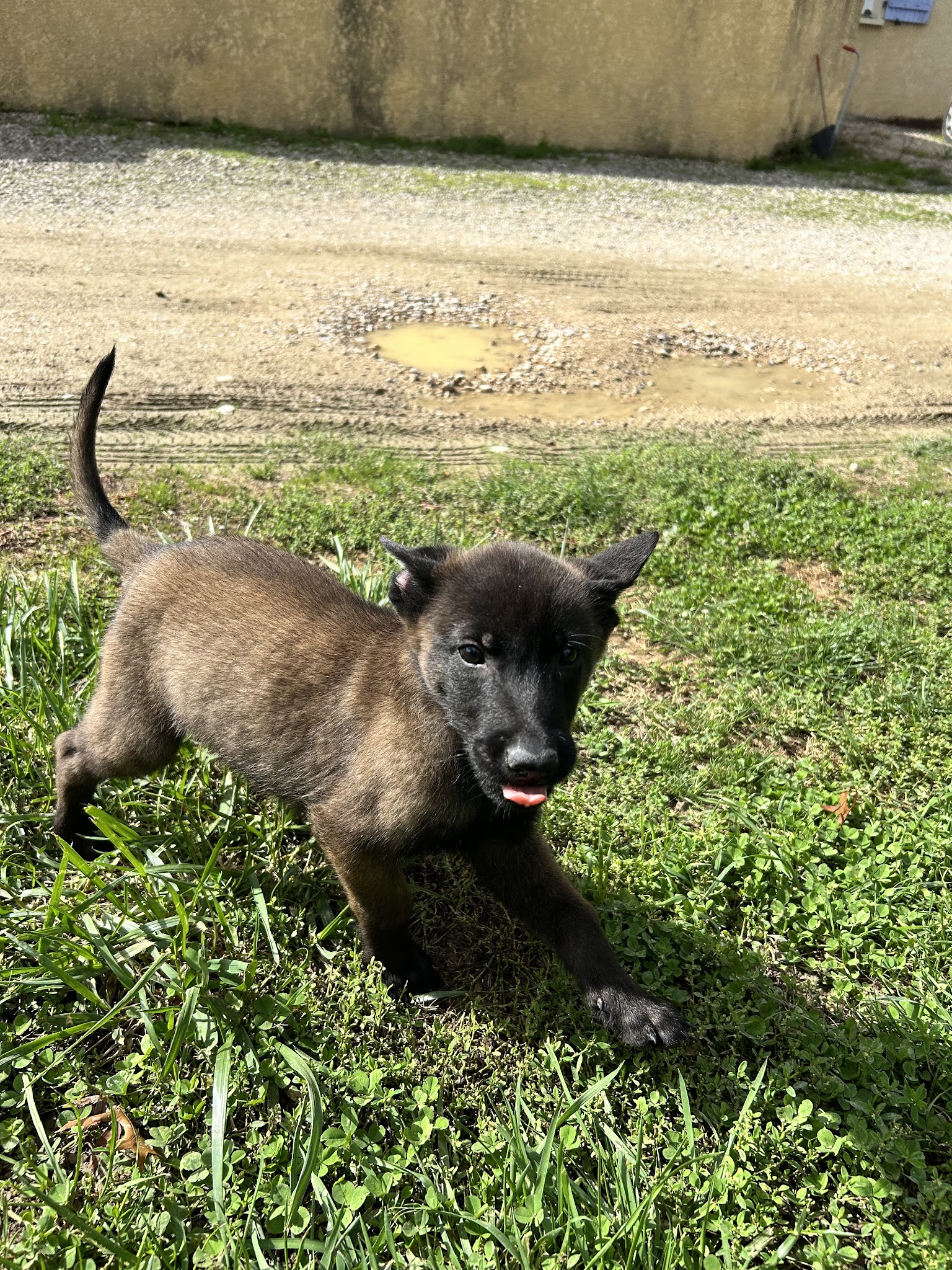 Dogsport 01 — photo