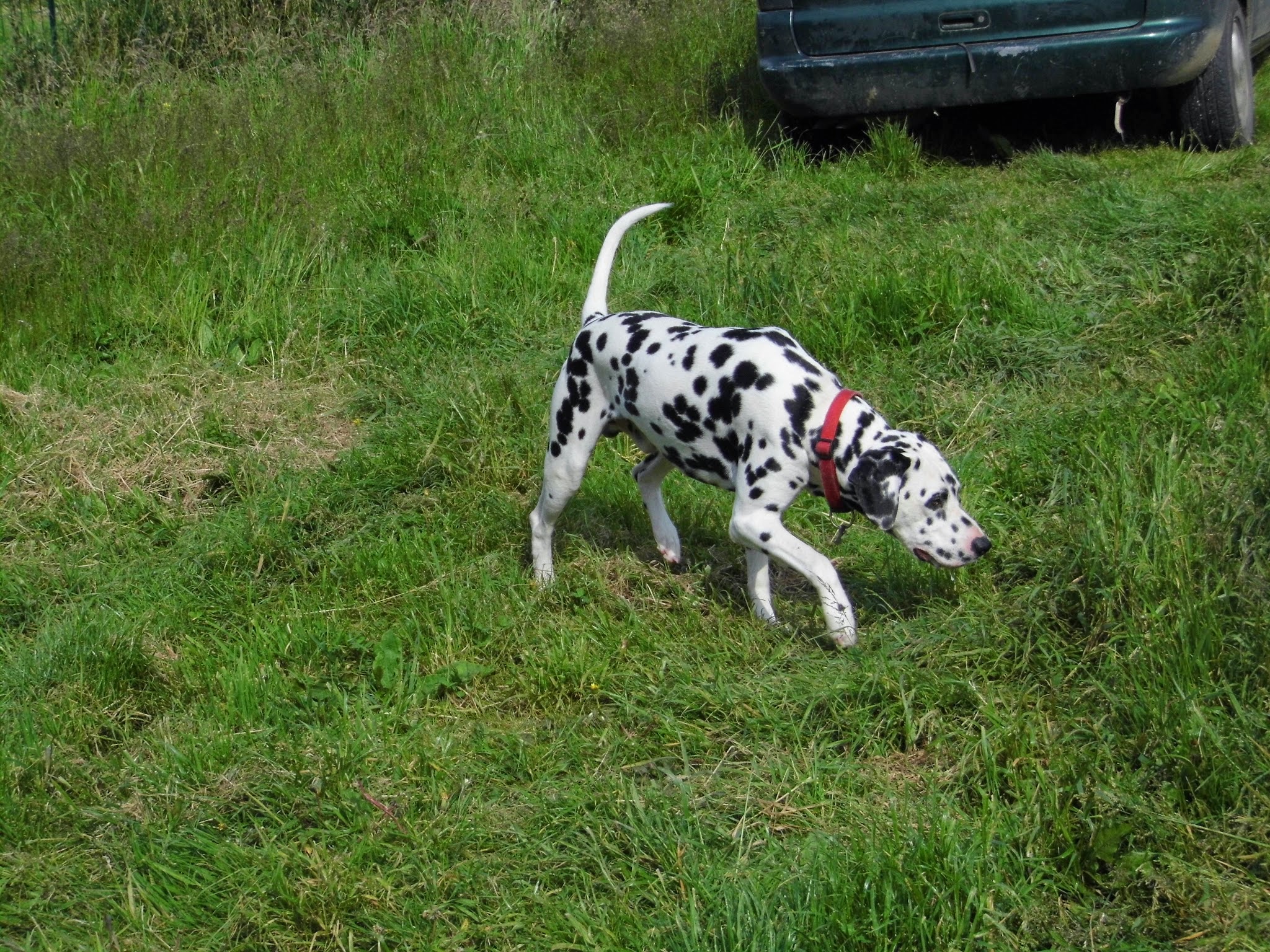 Gite Canin — photo