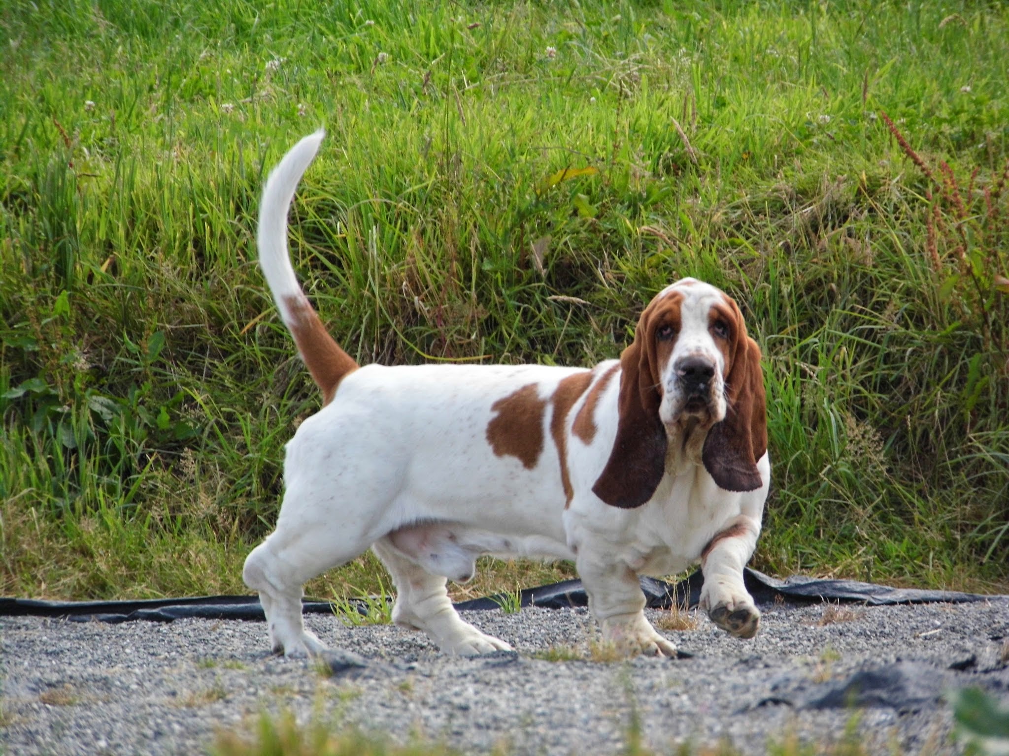 Gite Canin — photo