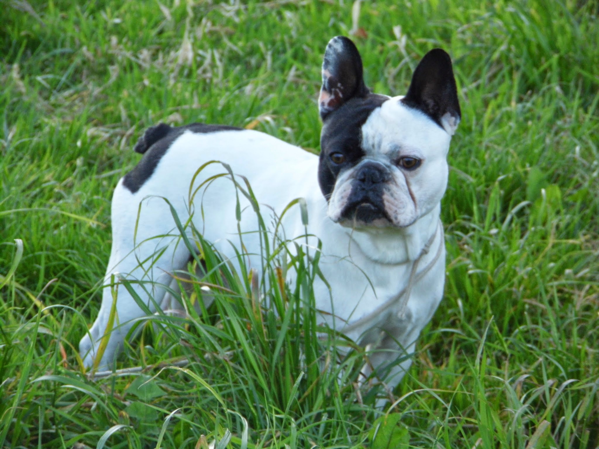 Gite Canin — photo