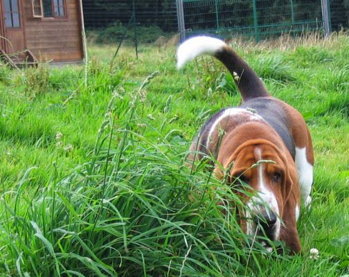 Gite Canin — photo