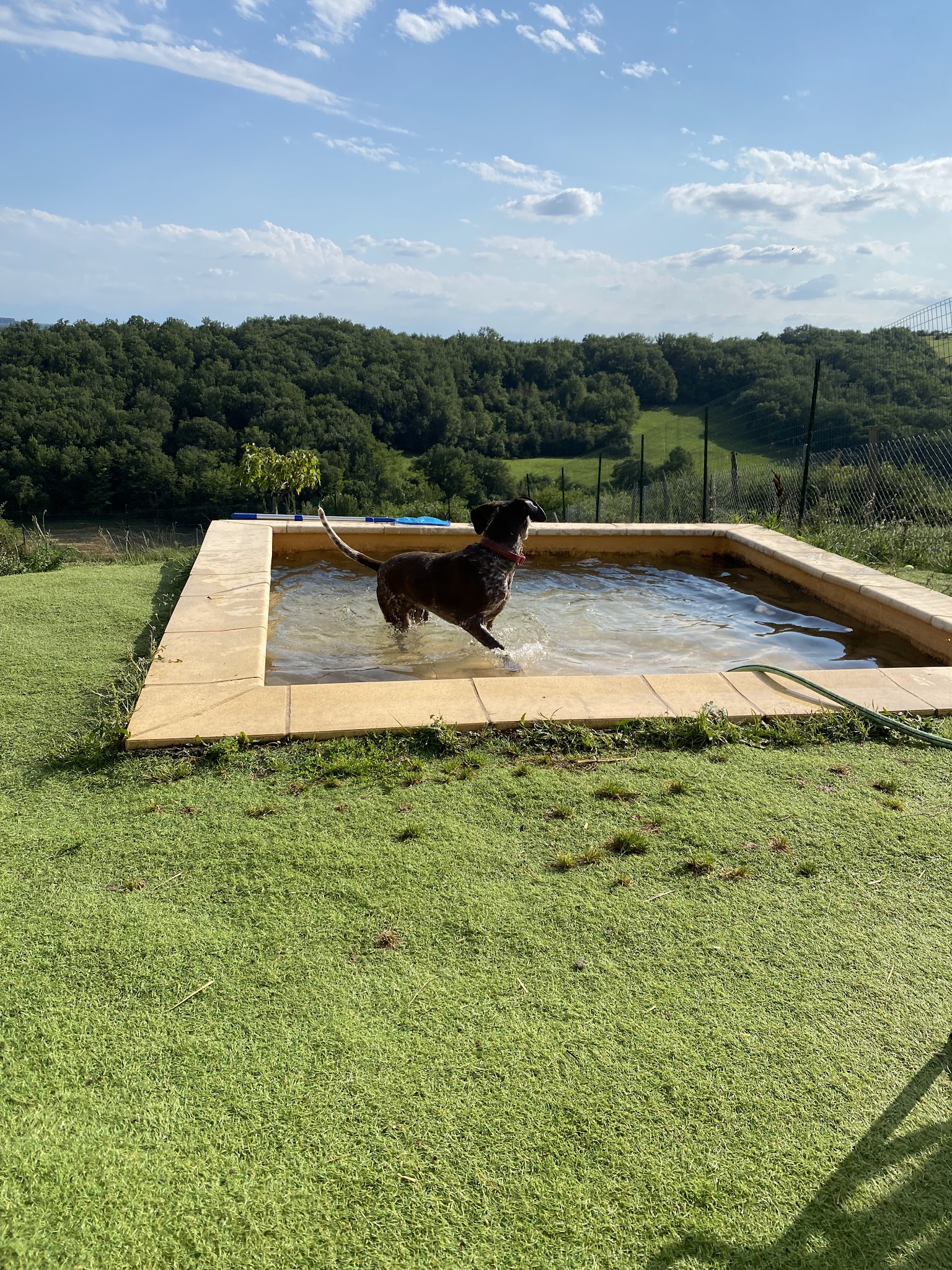 Auberge canine Midi-Pyrénées — photo