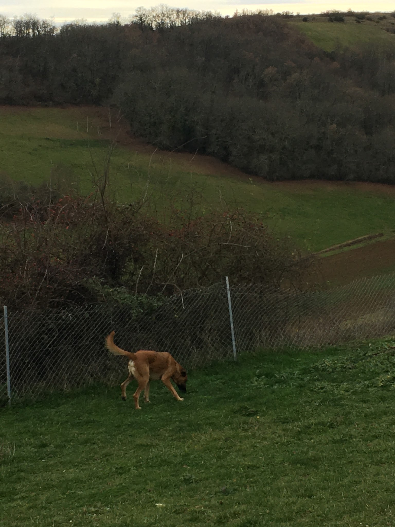 Auberge canine Midi-Pyrénées — photo