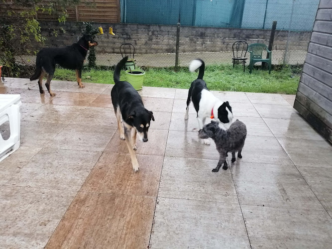 Sabrina Pet Sitter - garde d'animaux16