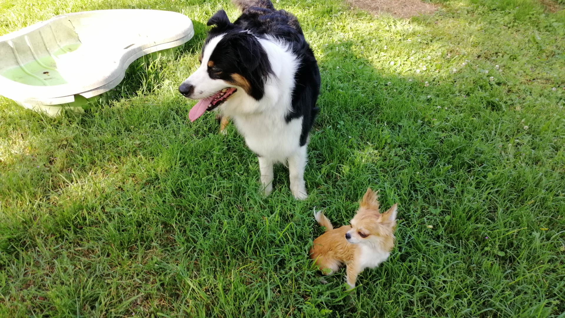 Sabrina Pet Sitter - garde d'animaux16 — photo