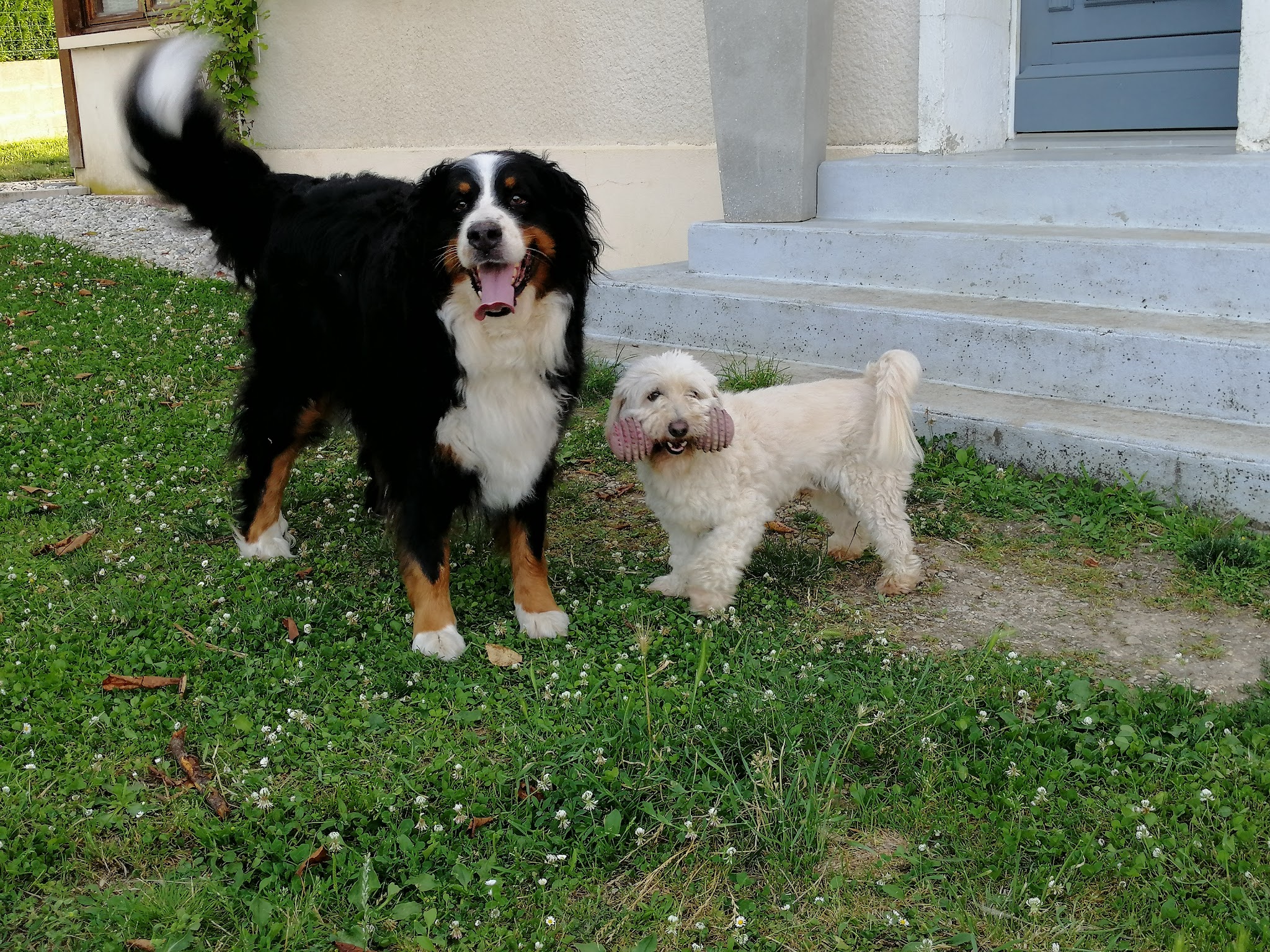 Sabrina Pet Sitter - garde d'animaux16 — photo