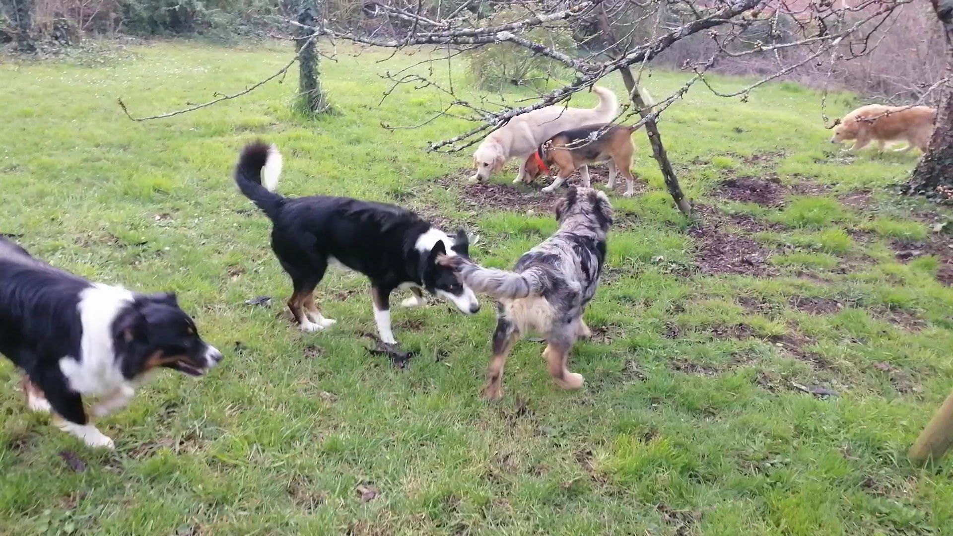 Sabrina Pet Sitter - garde d'animaux16 — photo