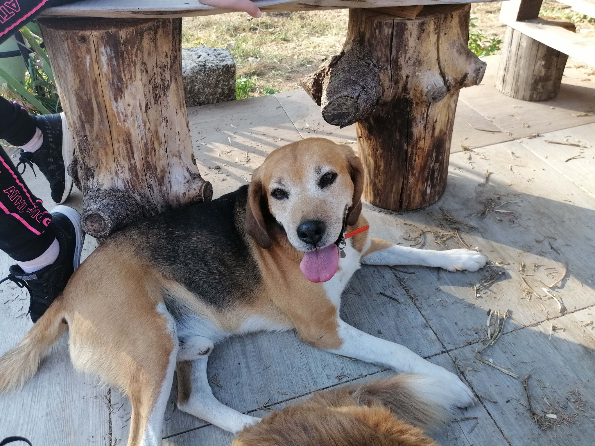 Sabrina Pet Sitter - garde d'animaux16 — photo