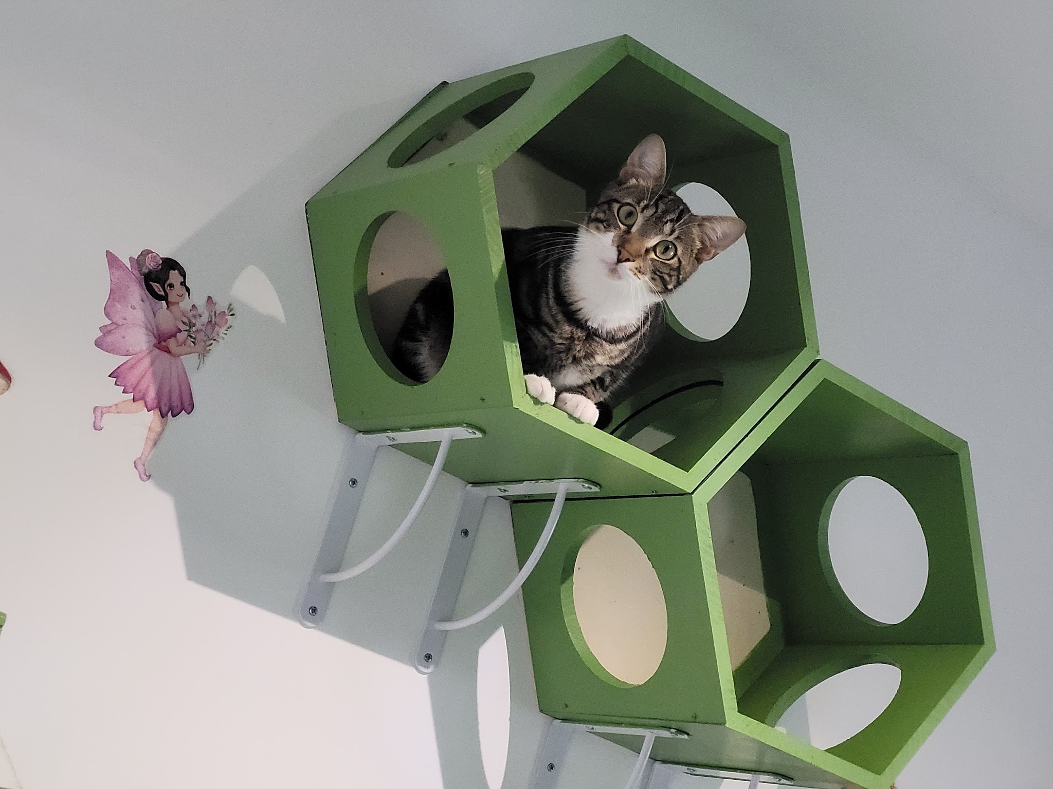 Hôtel DreamCaniCat — photo