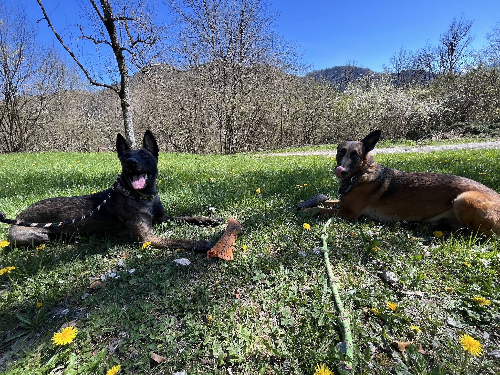 Serenity Animals 74 – Pet Sitting, Balades Canines & Pension Féline — photo