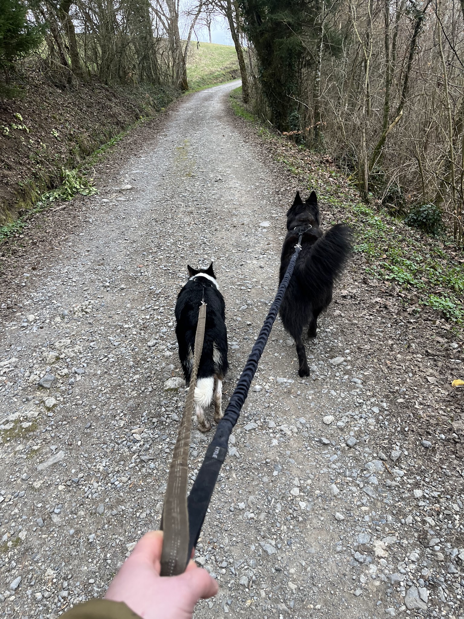 Serenity Animals 74 – Pet Sitting, Balades Canines & Pension Féline — photo