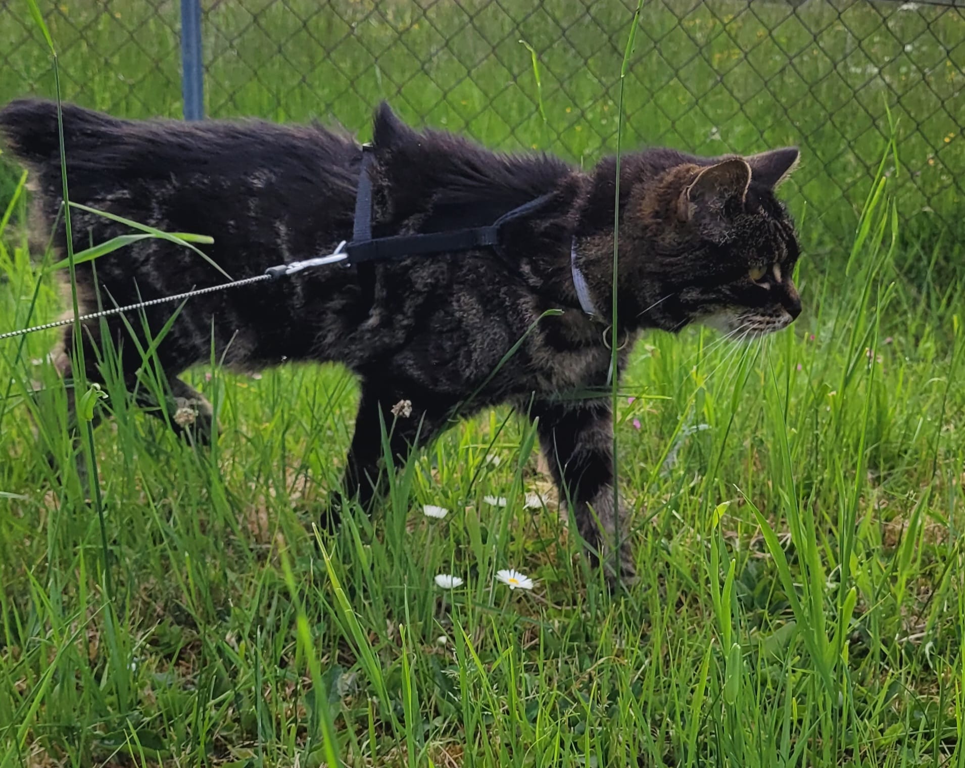 Serenity Animals 74 – Pet Sitting, Balades Canines & Pension Féline — photo
