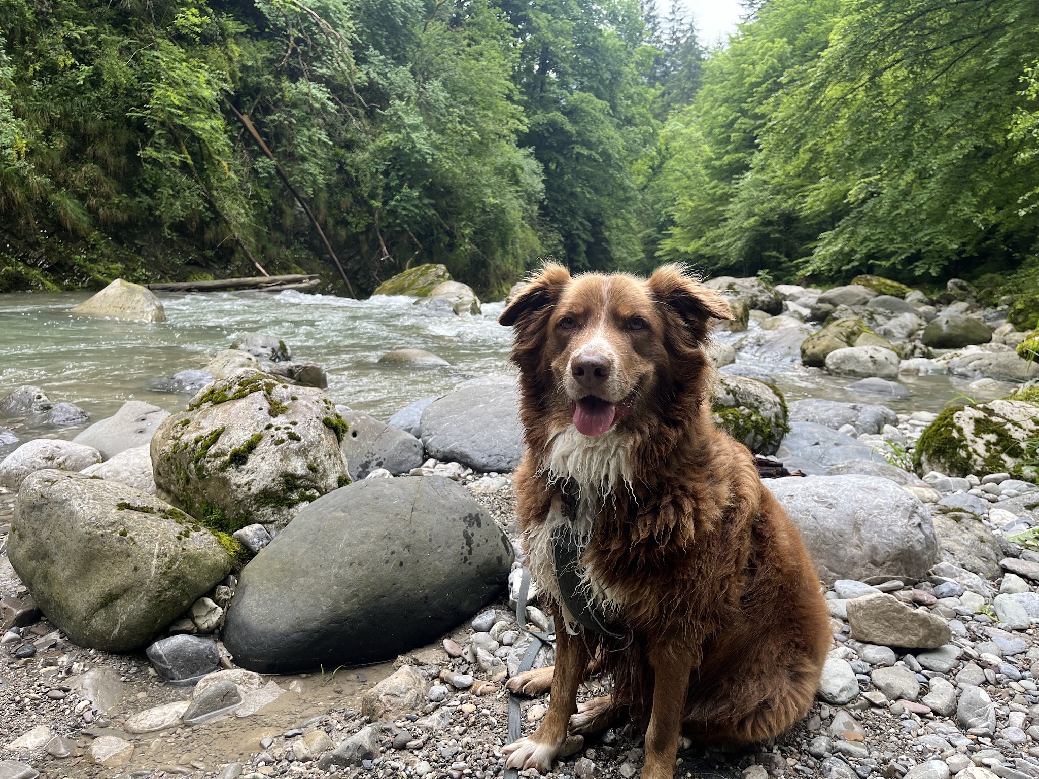 Serenity Animals 74 – Pet Sitting, Balades Canines & Pension Féline