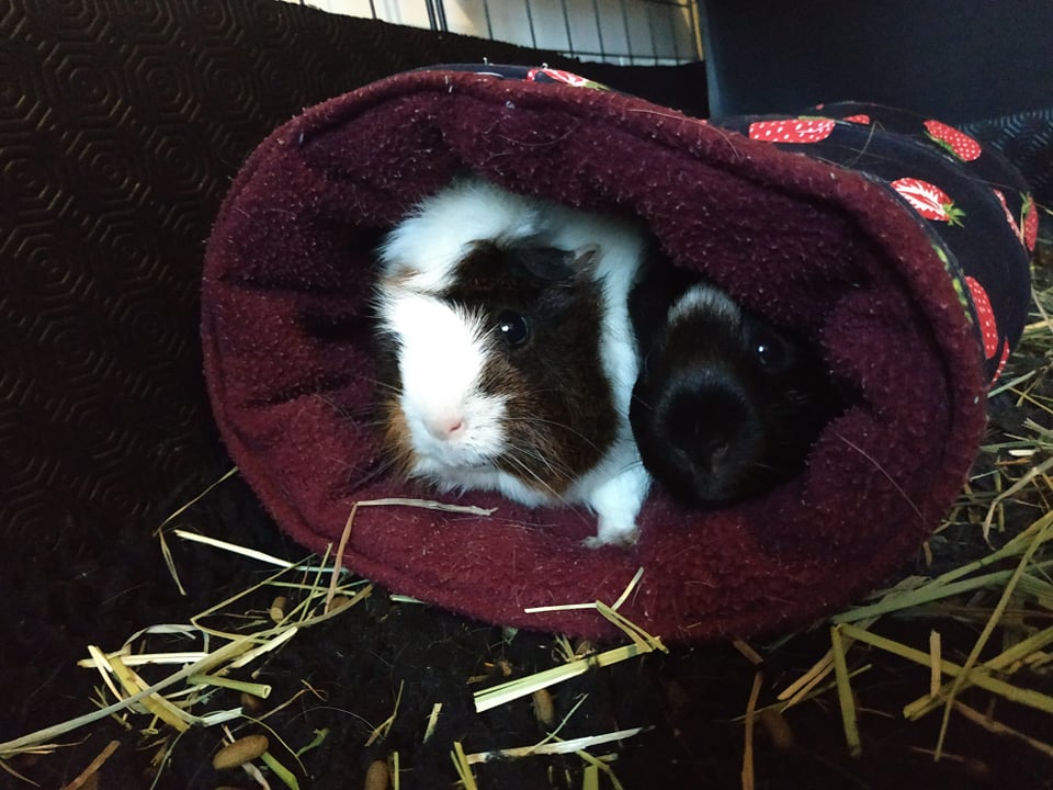 Ani'Buddy — photo