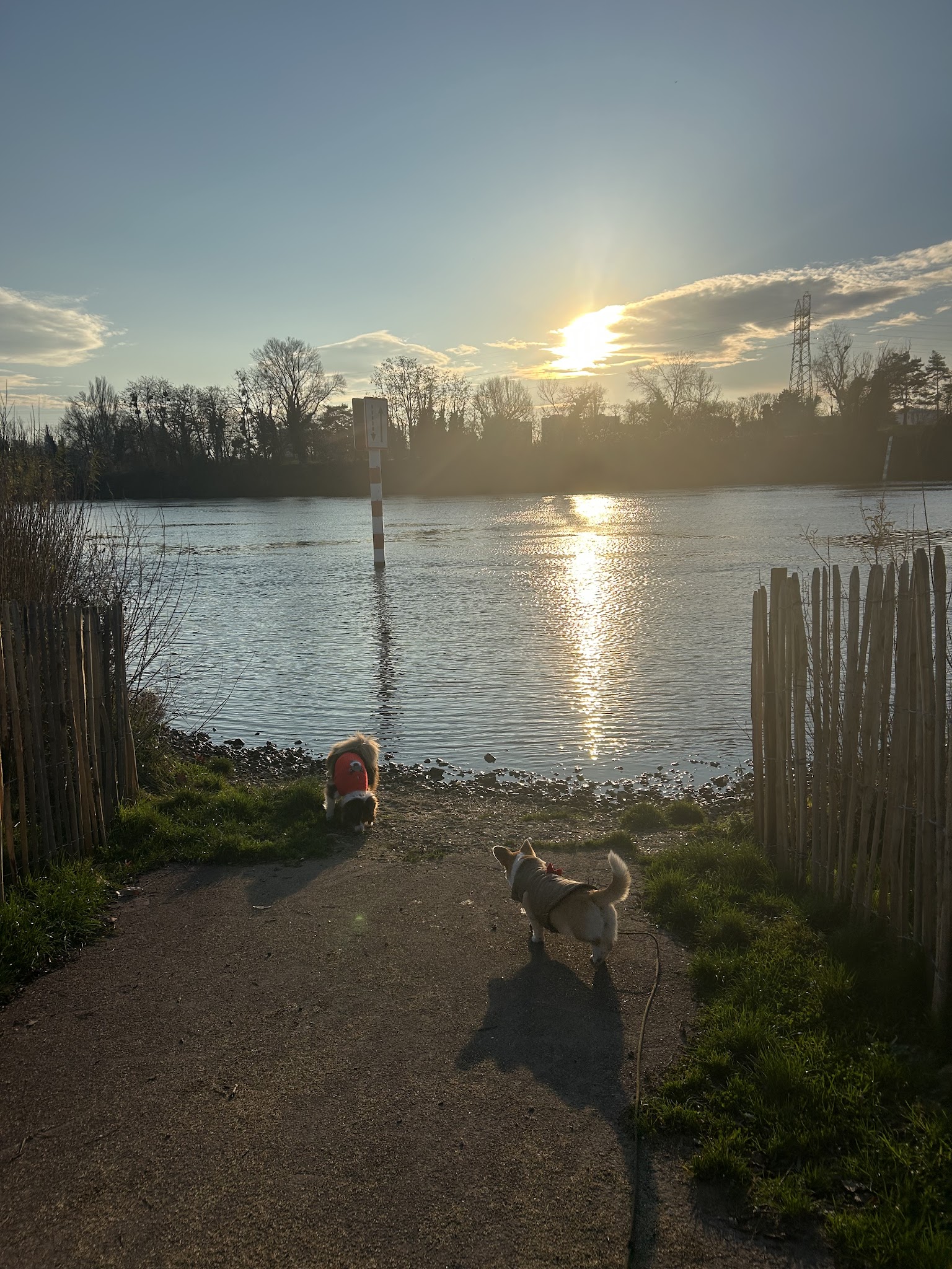 Wouafy - Le club des chiens heureux — photo
