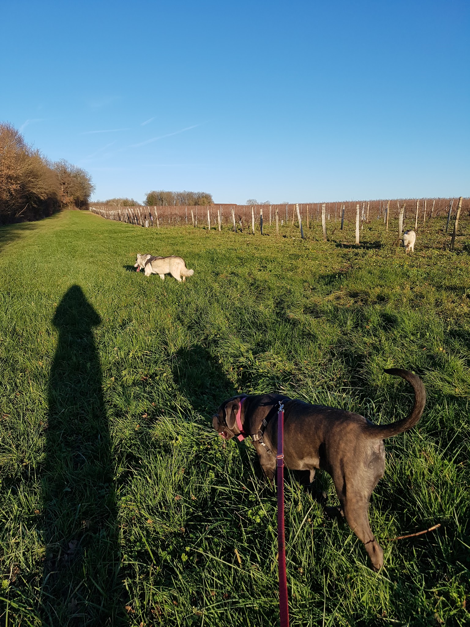 Pension familiale "Les 4 Pattes S'évadent" — photo