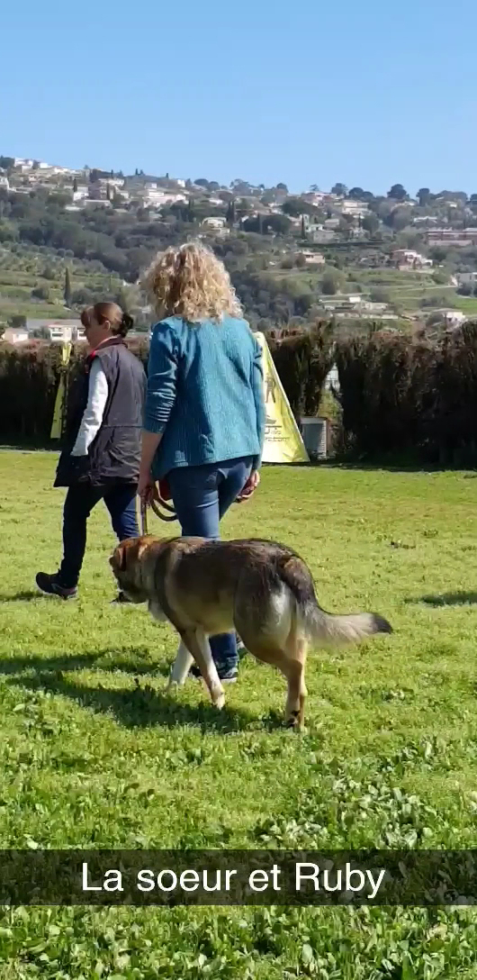 Dog Sitting Nice — photo