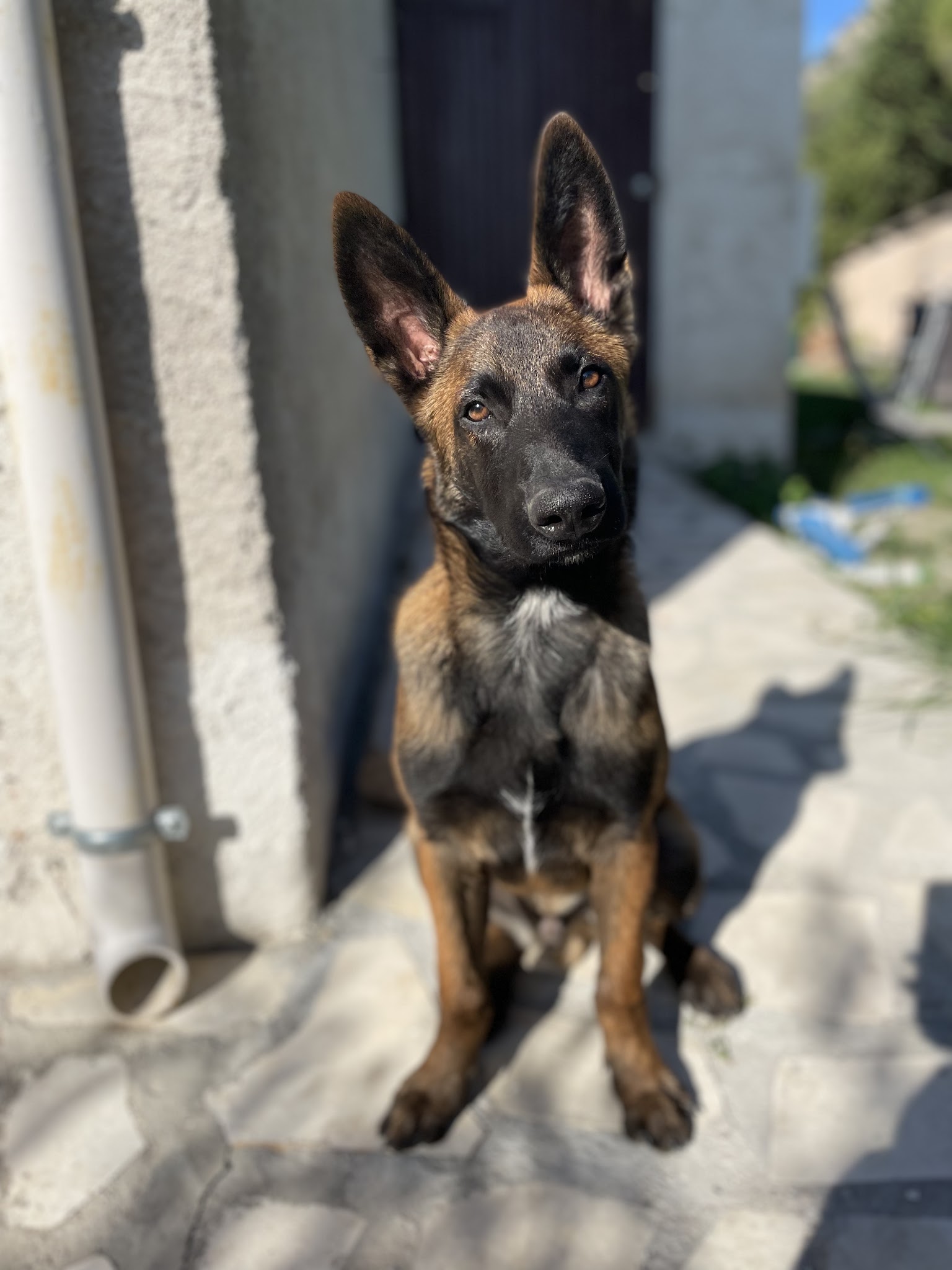 Dog Sitting Nice — photo