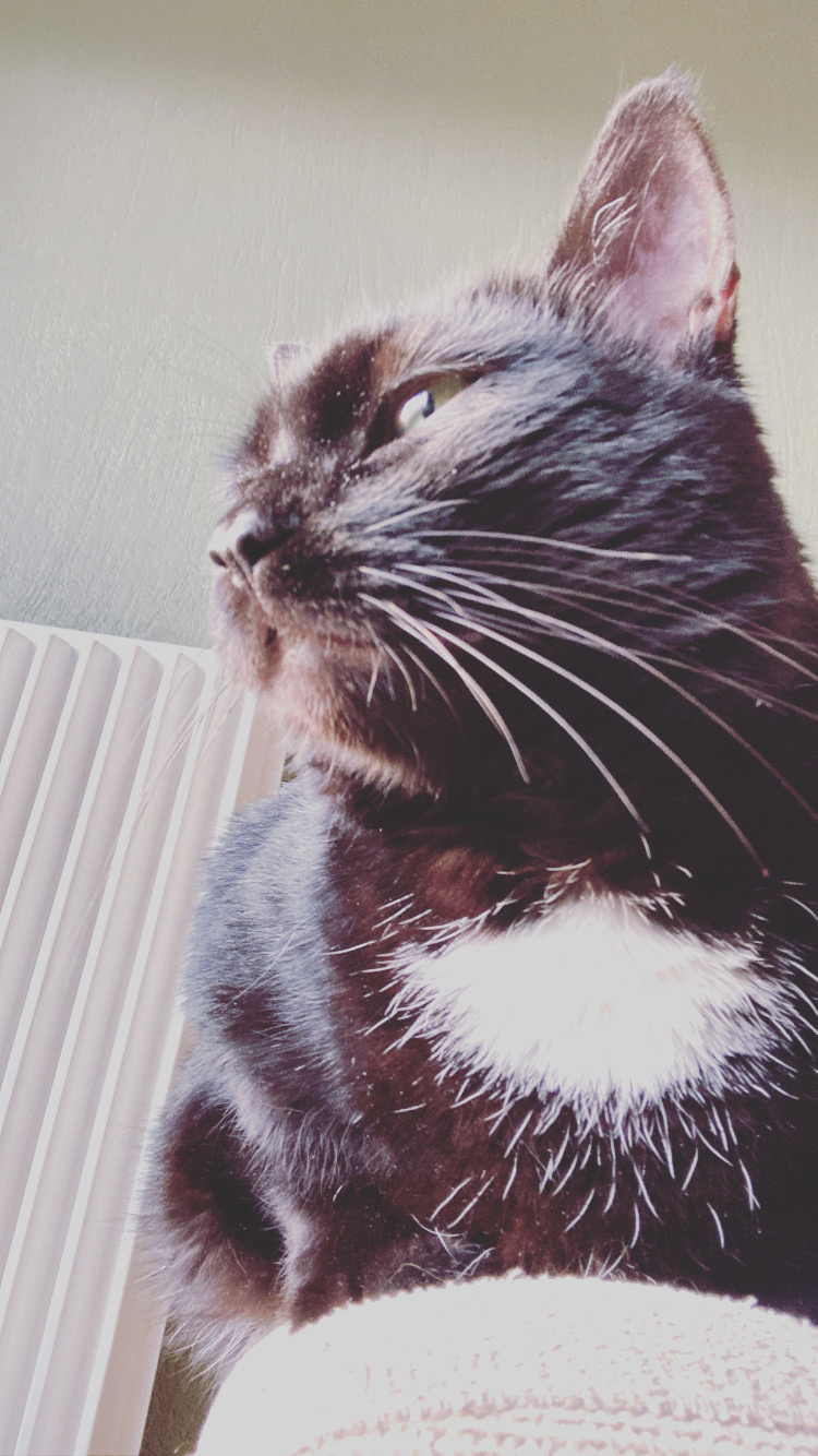 Eloïse Ruptier, Subtile Entente - Comportementaliste - Pet Sitting - Communication Animale — photo