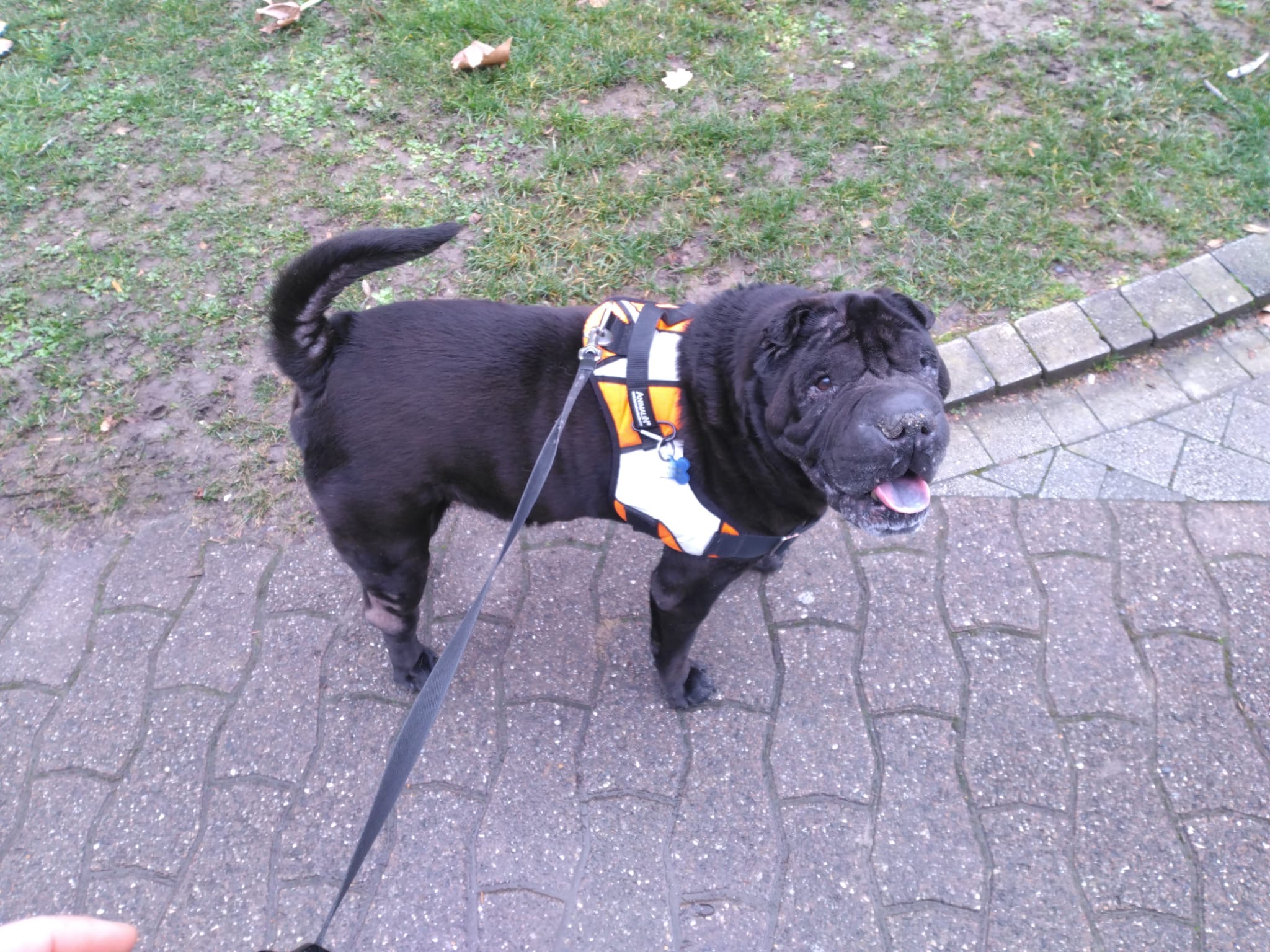 KimCare (Petsitter) — photo