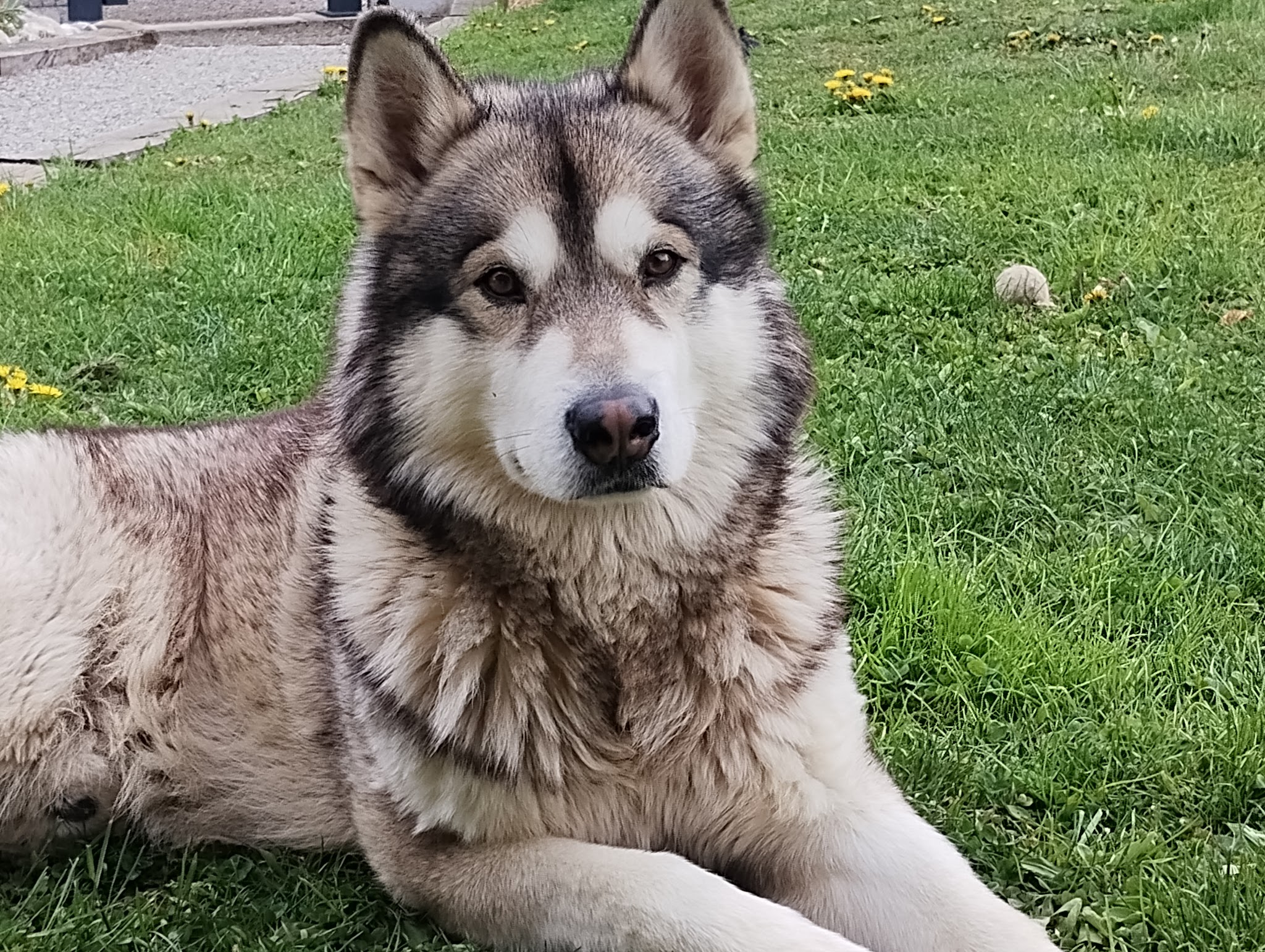 KimCare (Petsitter)