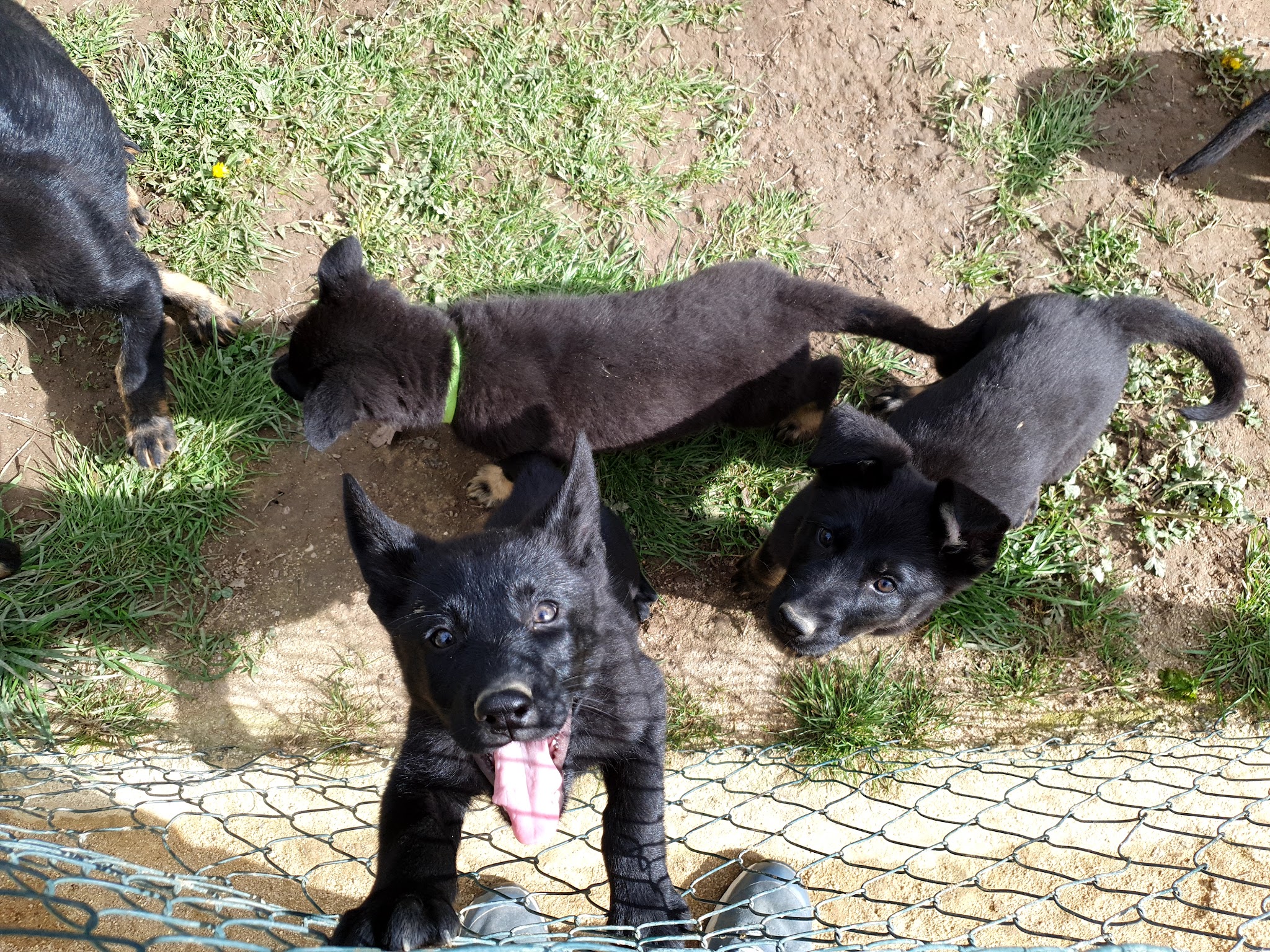 KimCare (Petsitter) — photo