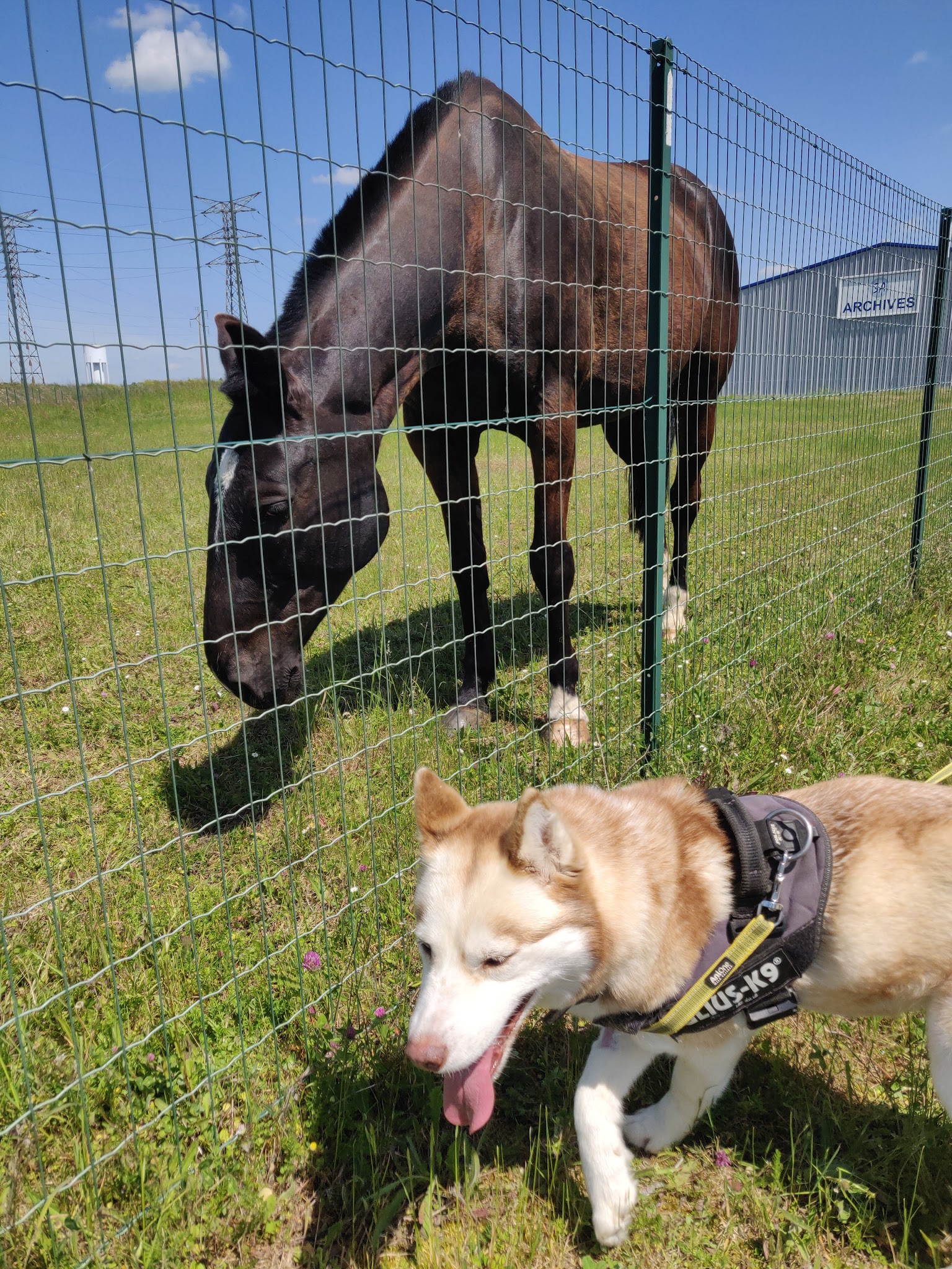 Dog Ofwood - Educateur comportementaliste canin et félin à domicile - Garde d'animaux — photo