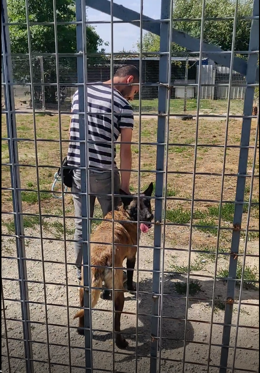 Dog Ofwood - Educateur comportementaliste canin et félin à domicile - Garde d'animaux — photo