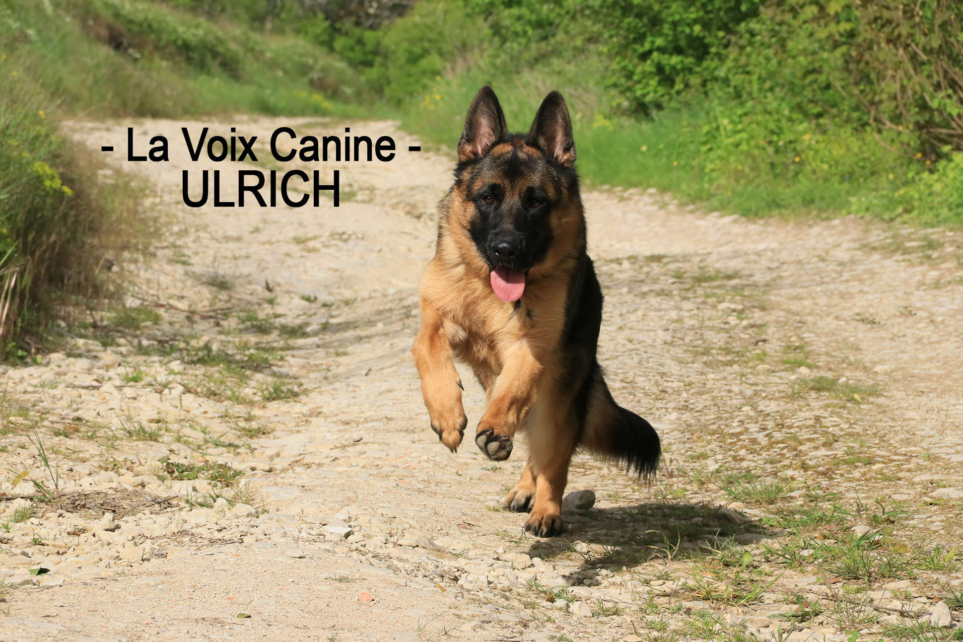 Pension pour chiens de Massangis