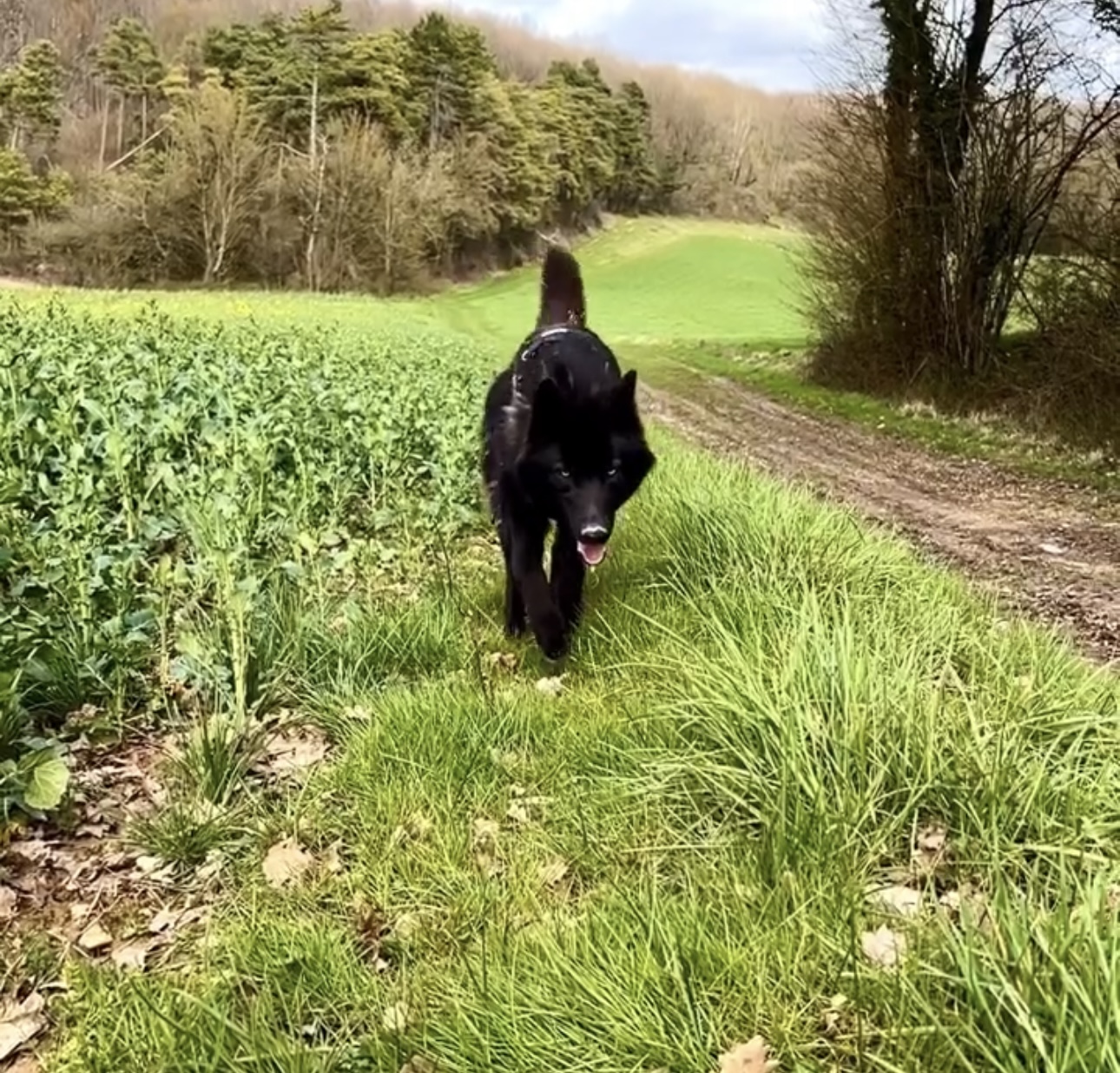 Pension pour chiens de Massangis — photo