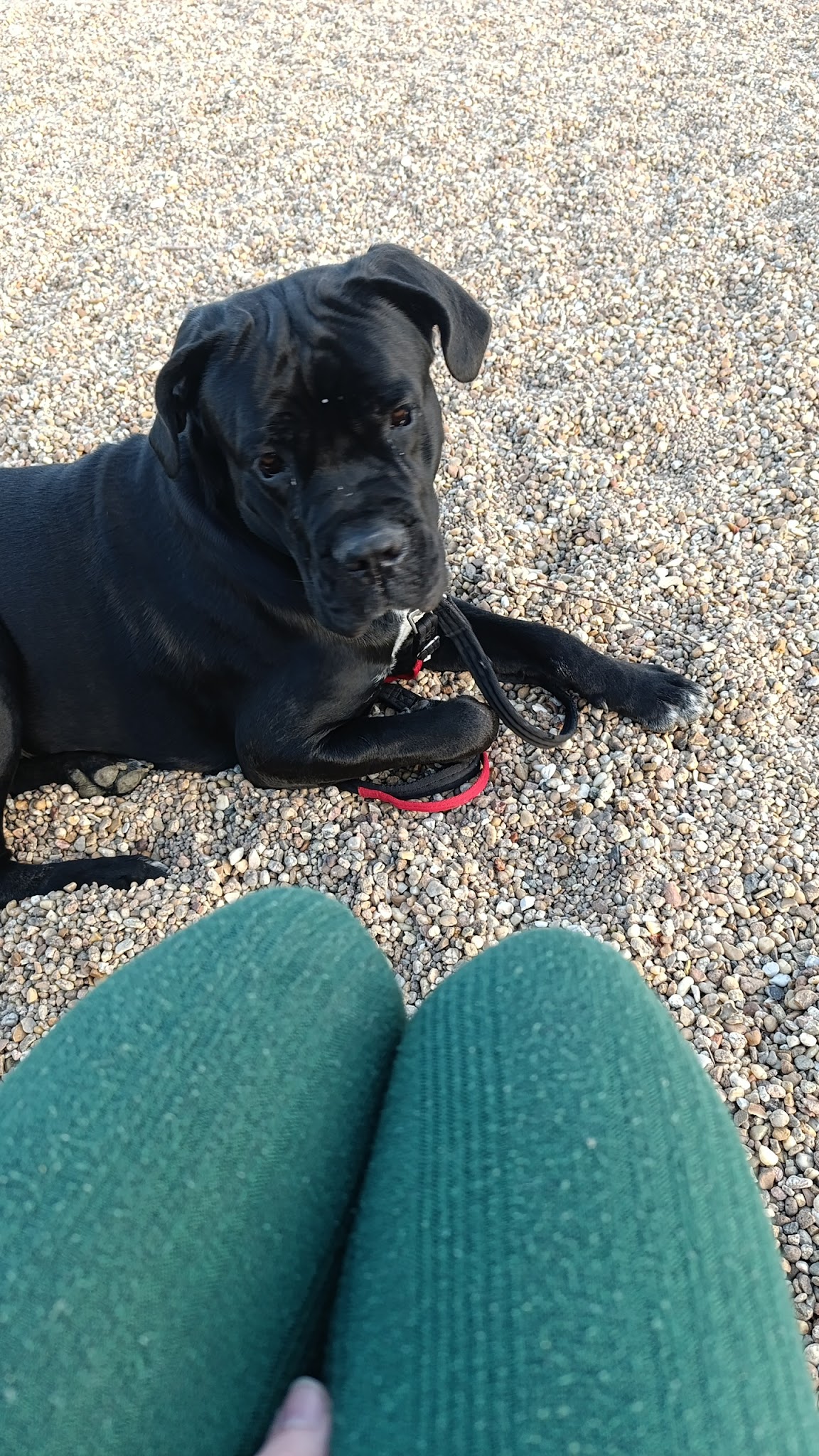 Pension pour chiens de Massangis — photo