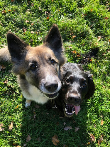 Petsy Friend