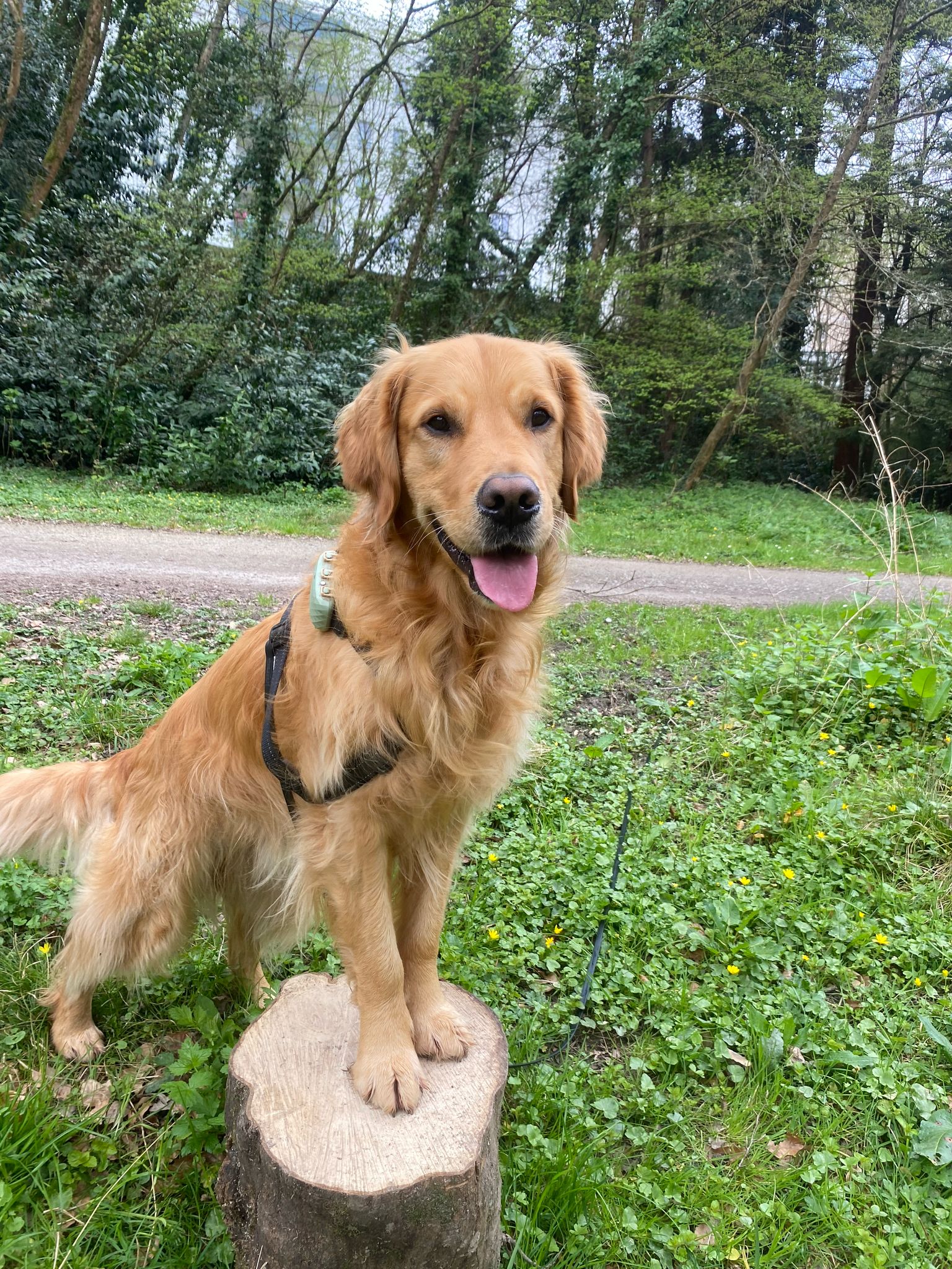 Petsy Friend — photo