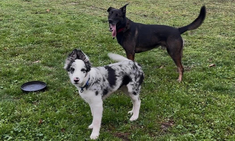 ABCD du chien