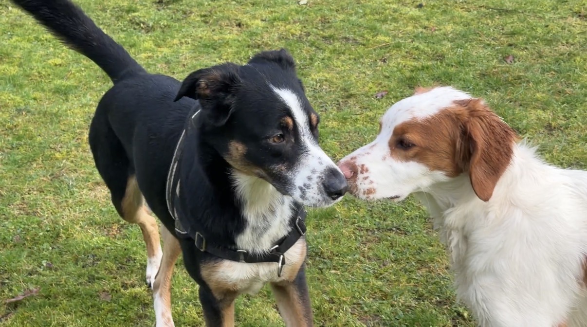 ABCD du chien — photo