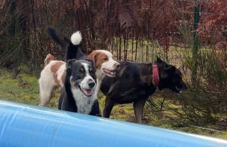 ABCD du chien — photo