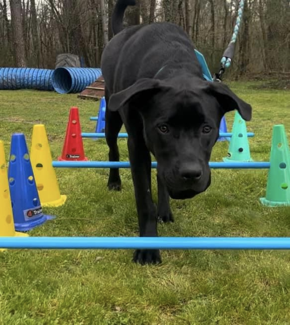 ABCD du chien — photo