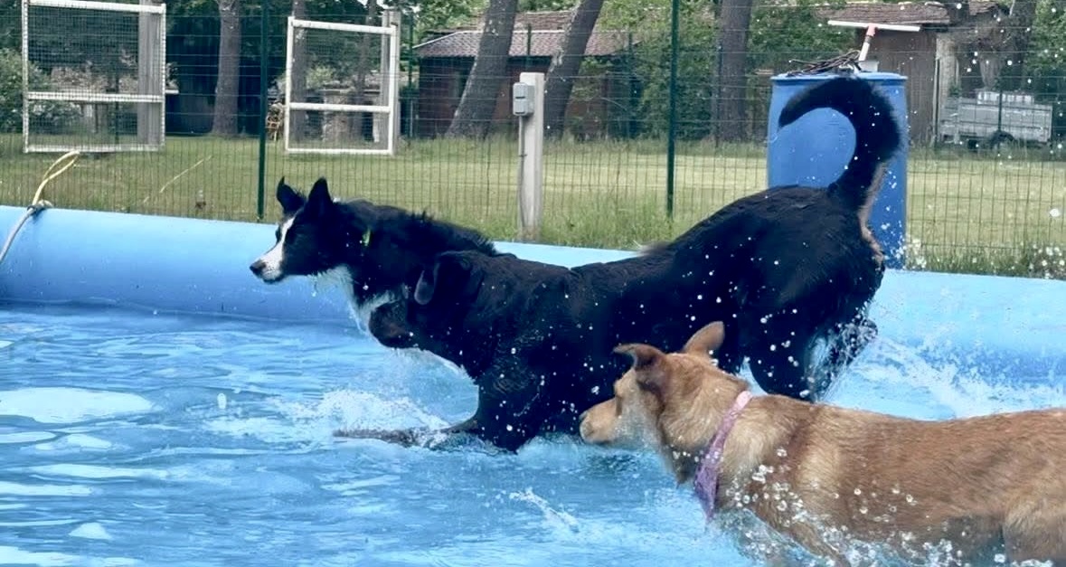 ABCD du chien — photo