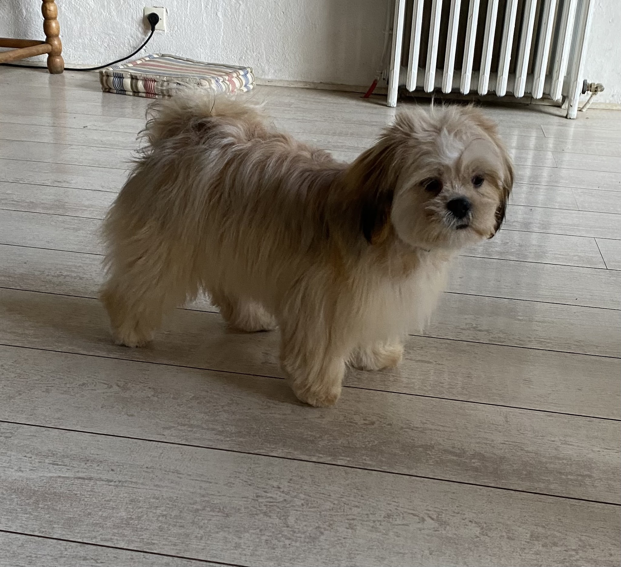 Team'Animale — photo