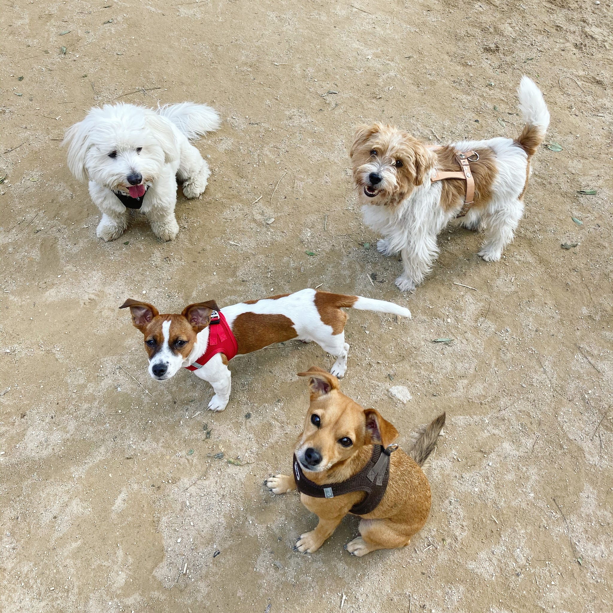 Hannah’s Pet Club — photo