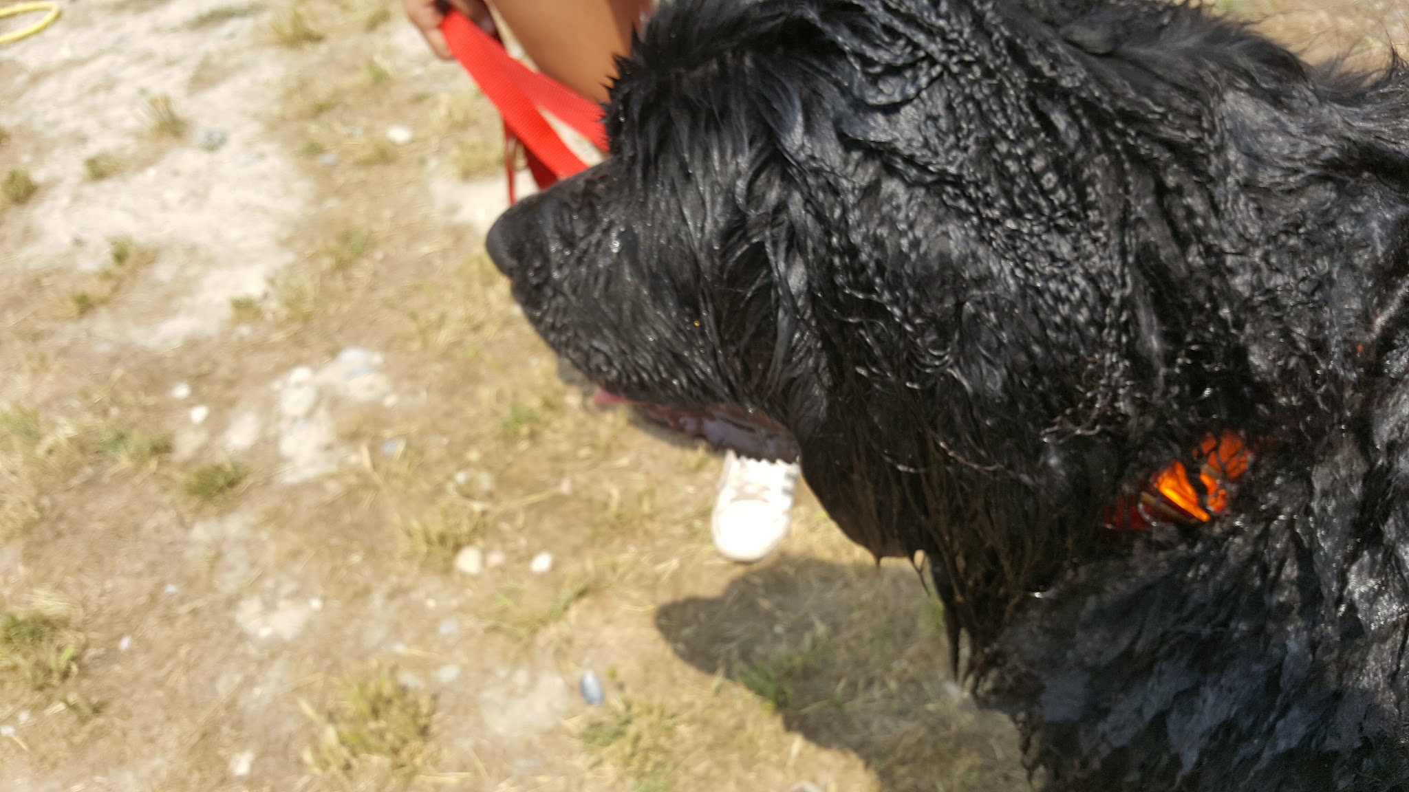 vacances canines — photo