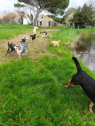 pension canine familiale Au Beau Rivage