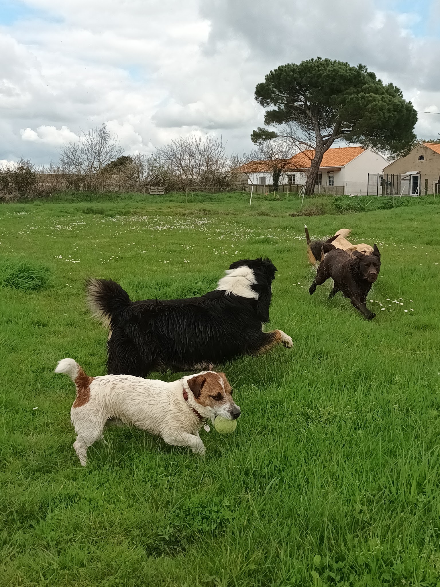 pension canine familiale Au Beau Rivage — photo