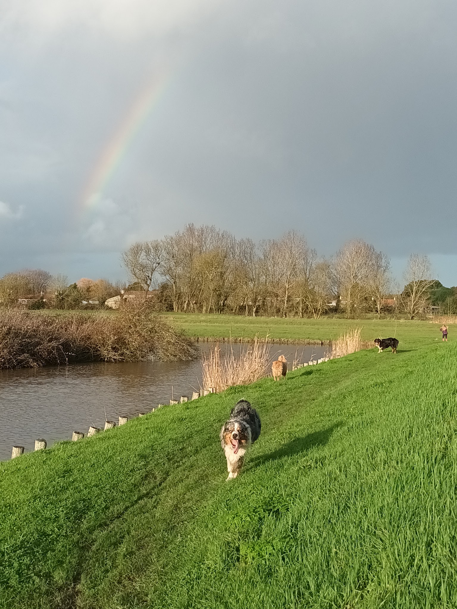 pension canine familiale Au Beau Rivage — photo