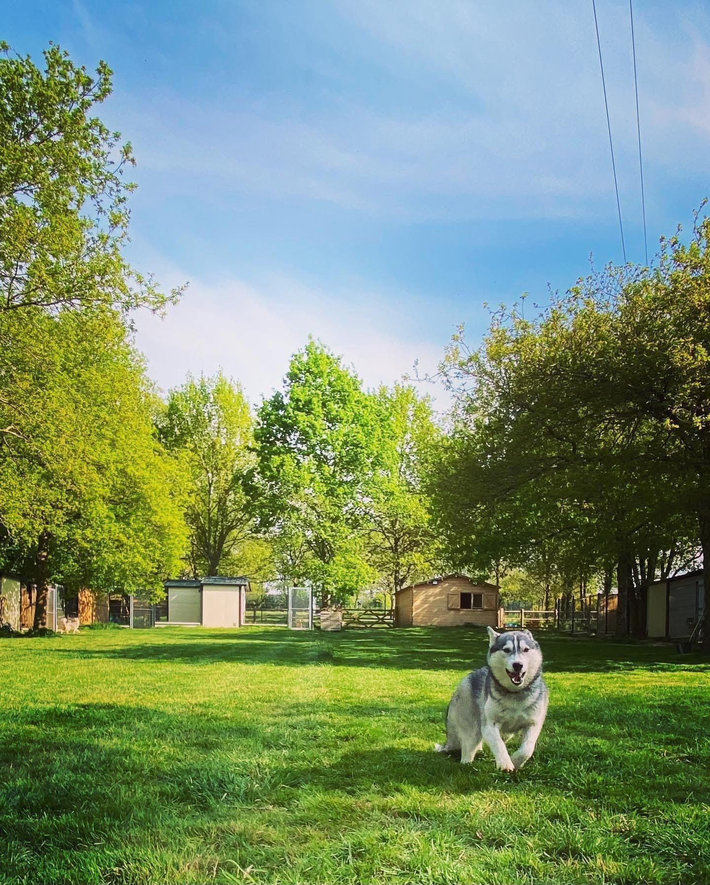 Village Vacances Félin et Canin — photo