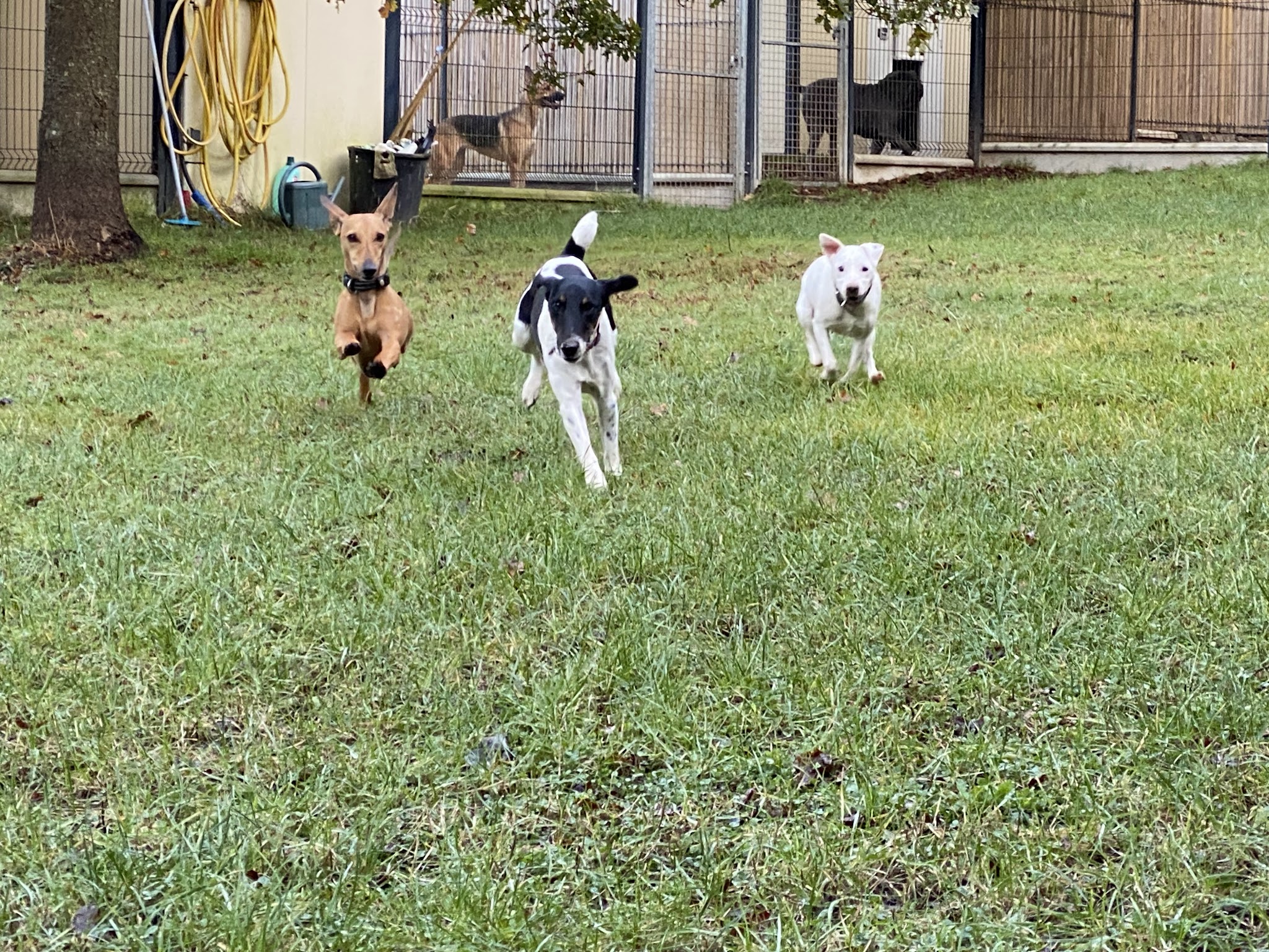 Village Vacances Félin et Canin — photo