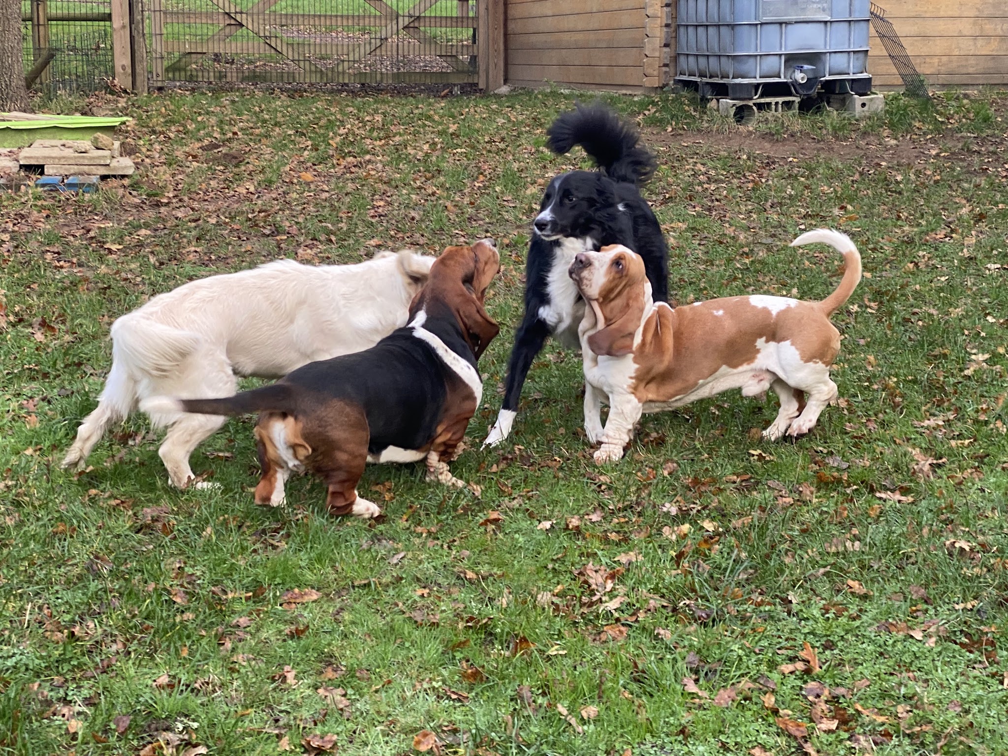 Village Vacances Félin et Canin — photo