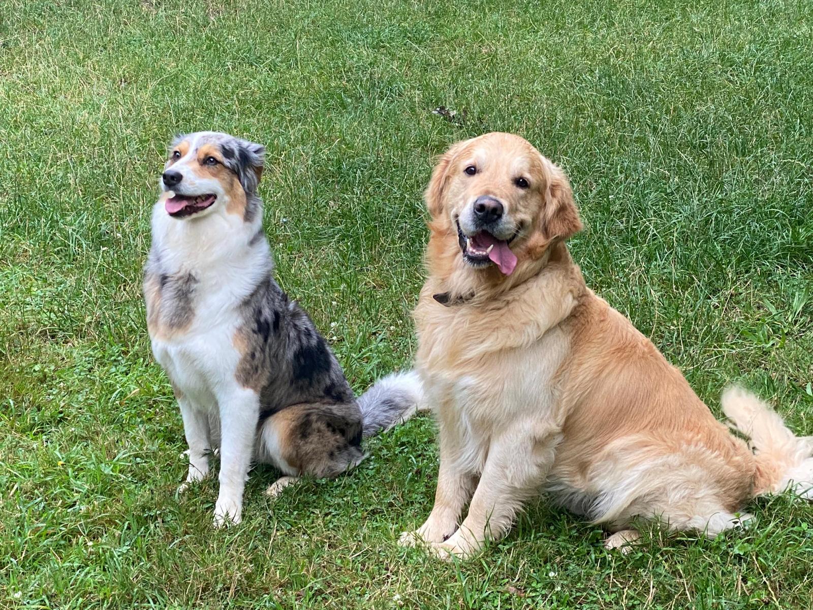 Village Vacances Félin et Canin — photo